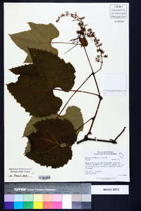 Vitis aestivalis var. aestivalis image