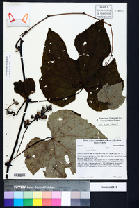 Vitis aestivalis var. bicolor image