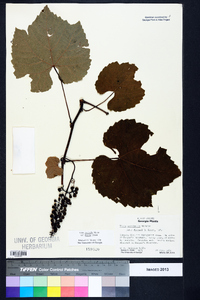 Vitis aestivalis var. bicolor image