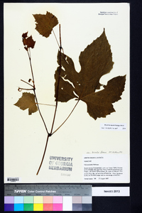 Vitis aestivalis var. bicolor image
