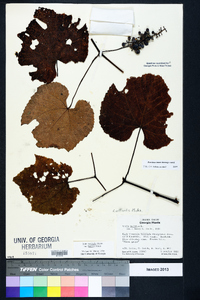 Vitis aestivalis var. bicolor image