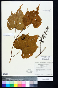 Vitis cinerea var. baileyana image