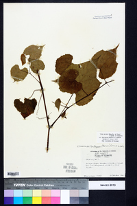 Vitis cinerea var. baileyana image