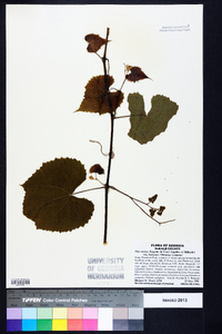 Vitis cinerea var. baileyana image