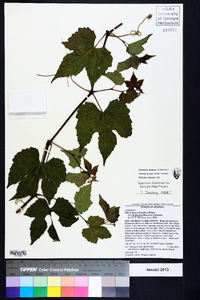 Vitis cinerea var. baileyana image