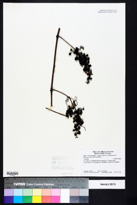 Vitis cinerea var. baileyana image