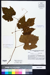 Vitis cinerea var. baileyana image