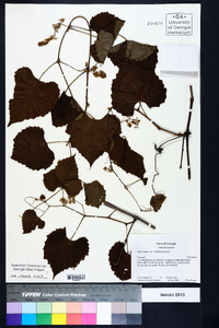 Vitis cinerea var. floridana image