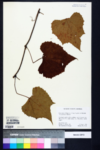 Vitis cinerea image