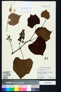 Vitis cinerea image