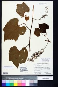 Vitis cinerea image