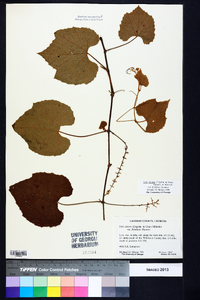 Vitis cinerea var. floridana image