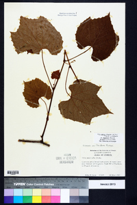 Vitis cinerea var. floridana image