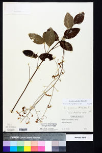 Desmodium glabellum image