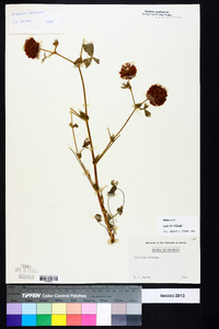 Trifolium reflexum image