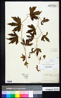 Aconitum uncinatum image