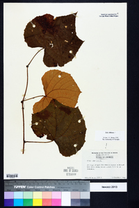 Vitis labrusca image