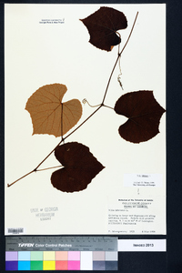 Vitis labrusca image