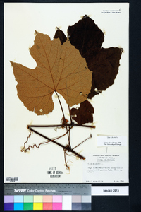 Vitis labrusca image