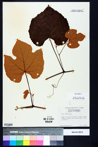 Vitis labrusca image