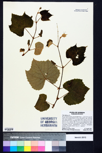 Vitis labrusca image