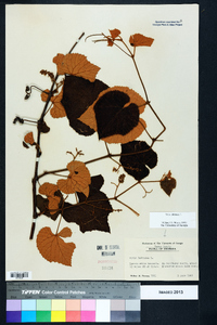 Vitis labrusca image