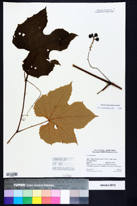 Vitis labrusca image