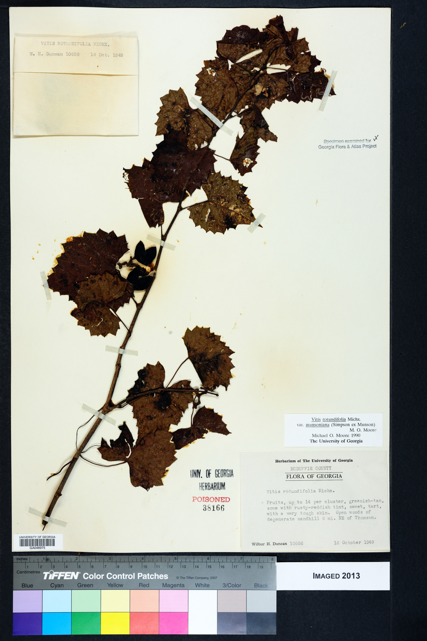 Vitis rotundifolia image