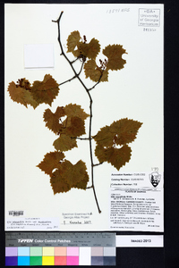 Vitis rotundifolia image