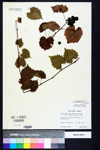 Vitis rotundifolia image