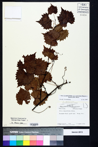 Vitis rotundifolia var. munsoniana image