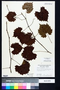 Muscadinia rotundifolia var. rotundifolia image