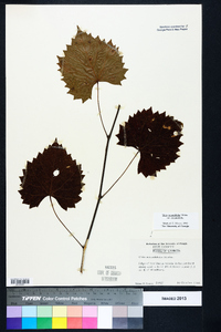 Muscadinia rotundifolia var. rotundifolia image