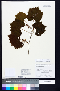 Muscadinia rotundifolia var. rotundifolia image