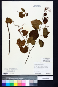 Muscadinia rotundifolia image