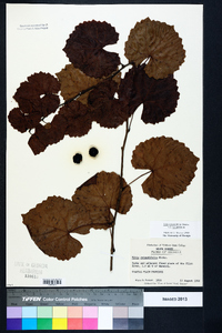 Muscadinia rotundifolia var. rotundifolia image