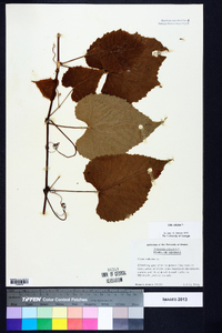 Vitis vulpina image