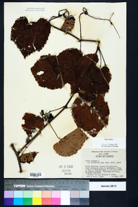 Vitis vulpina image