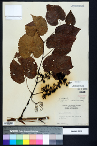 Vitis vulpina image