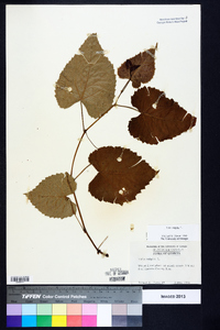 Vitis vulpina image