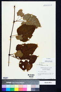 Vitis vulpina image