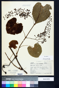 Vitis vulpina image