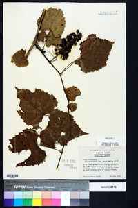 Vitis vulpina image