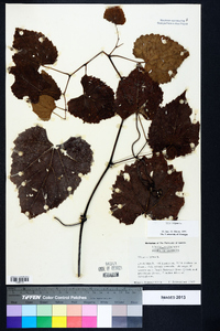 Vitis vulpina image