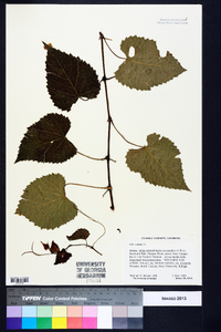 Vitis vulpina image