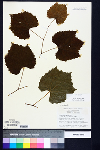 Vitis vulpina image