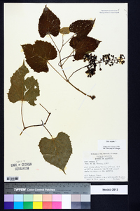 Vitis vulpina image