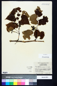 Vitis vulpina image