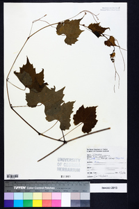 Vitis vulpina image