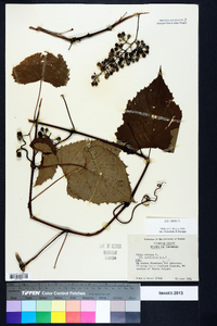Vitis vulpina image